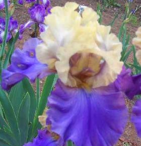 Amazoncom Recurring Delight Bearded Iris Beautiful - 