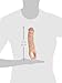 SC Novelties Penis Extension, Thin and Veiny, 7 Inch