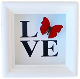 Real Sangaris Butterfly Display Shadow Box