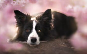 EBlank 5D Diamond Painting Full Drill Border Collie Dog DIY Diamond Paint by Kit for Home Wall Decoration
