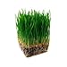 ViviPet Super Combo for Cats - Soil-Free Cat Grass Seeds Only (8 ounce about 6000+ seeds)