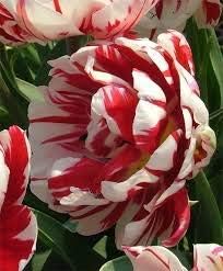 1 pcs Red White Peony Bulbs