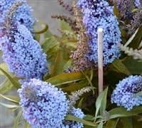 Buddleja Davidii Buzz Sky Blue Buddleia Butterfly Bush Plant In 9 Cm Pot Amazon Co Uk Garden Outdoors