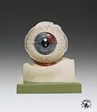 Eyeball 5X Enlarged Professional Anatomical Model