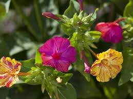 Mirabilis Four O Clock Country Garden Mix Annual 50 Seeds #PG2TM