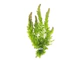 Aquatic Arts Live Hornwort Plant - 2 Extra Large Bunches of Pond Plants Over 10 Stems