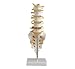 Cranstein A-319 Lumbar Spine Anatomy Model with Open Sacrum