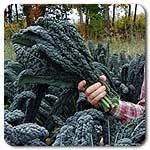 Organic Non-GMO Lacinto Dinosaur Kale - OPEN-POLLINATED - Garden Vegetable Seed for Planting (price includes shipping)