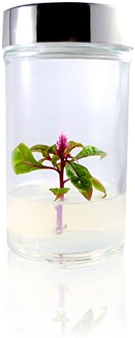 Live Celosia Terrarium. Long Lasting Bloom, 6” Tall Jar, Zero Maintenance, Unique Gift! (Clear)