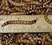 1000 Live Gutloaded Superworms Large