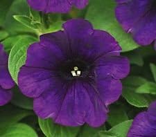 Four O'Clock Mix 50 Seeds Beautiful Bright Colored Trumpet Shaped Flowers