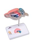 3B Scientific Brain of a Rat