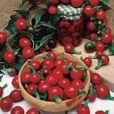Pepper Joe’s Piccante Calabrese Pepper Seeds