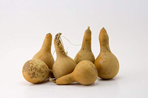 Mini Dipper Gourds for your Craft Project, Box of 15 - Thumbnail 4