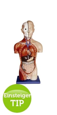 Torsomodell männlich, 42 cm, 13-teilig