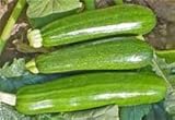 ZUCCHINI SQUASH GREEN FRESH PRODUCE FRUIT VEGETABLES PER POUND