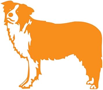 orange collie