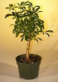 Pre Bonsai Hawaiian Umbrella Bonsai Tree - Small