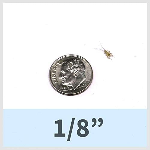 Ovipost 250 Live House Crickets - Six Size Options - Acheta domesticus