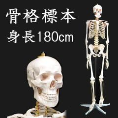 Amazon Co Jp 人体模型 骨格標本 ヒューマンスカル 全身骨格模型 Xc 101 Health Personal Care