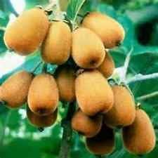 Hayward Kiwi Vine Seeds! GREAT SWEET TASTE! 15 Seeds COMB S/H! See our store.