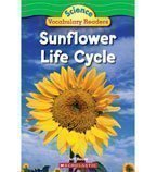 Sunflower Life Cycle