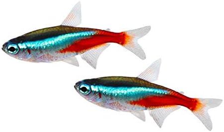 Amazon.com: Pair Of Neon Tetra Paracheirodon Innesi Freshwater Fish  Isolated On White Background Photography A-91385 (36x24 Framed Gallery  Wrapped Stretched Canvas): Posters & Prints