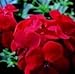 Geranium - Horizon Red - 10 Seeds