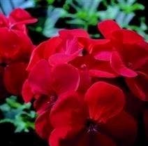 Geranium - Horizon Red - 10 Seeds Geranium - Horizon Red - 10 Seeds