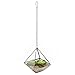 Clear Glass & Brass Tone Metal Faceted Hanging Air Plant Terrarium/Tea Light Candle Holder - MyGift