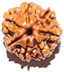 RudraManimaa Natural Brown Seed 7 Mukhi Nepal Rudraksh