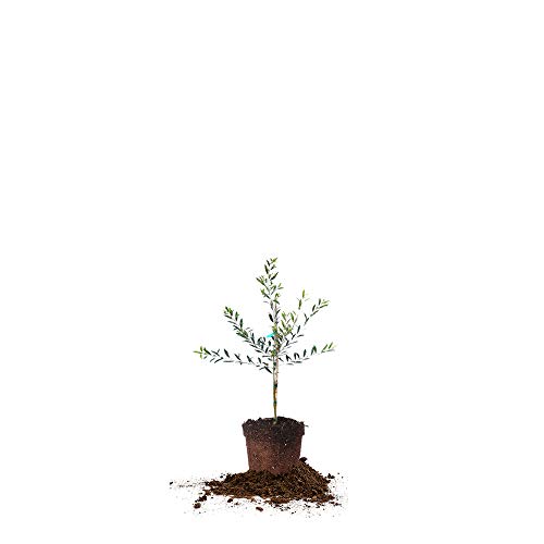 Perfect Plants Arbequina Olive Tree, 2-3 ft, Patio or Landscape