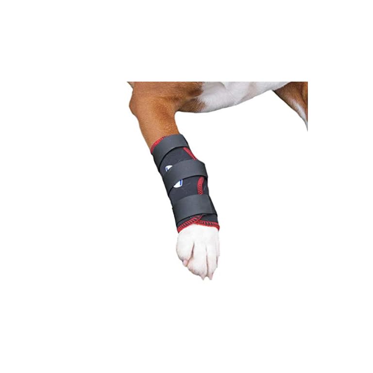 Kragen und Bandagen Archive TierhalterhaftpflichtPortal