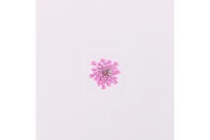 YUNZHI 100pcs/pack Ammi majus Natural Pressed Dried Flower for Resin Jewelry Making, Soap and Candle Making, Scrapbooking DIY (Rose Red)