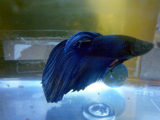 無料印刷可能青 熱帯魚 最高の花の画像