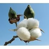 Seeds and Things 20 Cotton Seeds: Gossypium Hirsutum Easy to Grow Rajhans Variety Plants Produces Good Yields of Quality White Cotton. Cotton Will Grow Anywhere Dandelions Will Grow. Great Learning Project for Kids. 120-140 Days to Harvest.