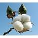 Seeds and Things 20 Cotton Seeds: Gossypium Hirsutum Easy to Grow Rajhans Variety Plants Produces Good Yields of Quality White Cotton. Cotton Will Grow Anywhere Dandelions Will Grow. Great Learning Project for Kids. 120-140 Days to Harvest.