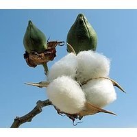 Seeds and Things 20 Cotton Seeds: Gossypium Hirsutum Easy to Grow Rajhans Variety Plants Produces Good Yields of Quality White Cotton. Cotton Will Grow Anywhere Dandelions Will Grow. Great Learning Project for Kids. 120-140 Days to Harvest.
