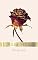 Livro ROSA SECA