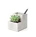 Kikkerland Concrete Desktop Planter, Small (PL02-S)