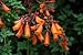 #1228 World's Fastest Growing Vine*Eccremocarpus scaber Flame*15 SEEDS#1228