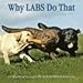 Why Labs Do That: A Collection of Curious Labrador Behaviors
