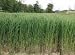 Hinterland Trading Dacotah Switchgrass 1000 Seeds