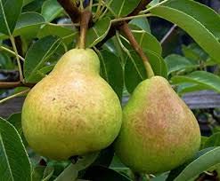 Mphmi Live Pear Fruit Plant 2+ Feet Height (Two Plants)