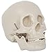 Life Size Skull -Two Piece - CH-S2