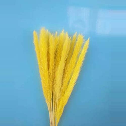 JIJIKOKO Natural Dried Small Pampas Grass Phragmites Wedding Decorative Flower Bunch for Holiday Home Ornament Party Decoration Plants (Yellow)