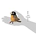 Folkmanis Mini Robin Finger Puppet Brown, Reddish Orange, Black, 8