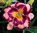 Ledgewood's Magic Odyssey Day Lily Certified 5 Seeds (Hemerocallis) Upc 643451295030