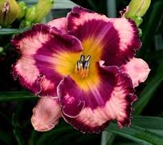 Ledgewood's Magic Odyssey Day Lily Certified 5 Seeds (Hemerocallis) Upc 643451295030