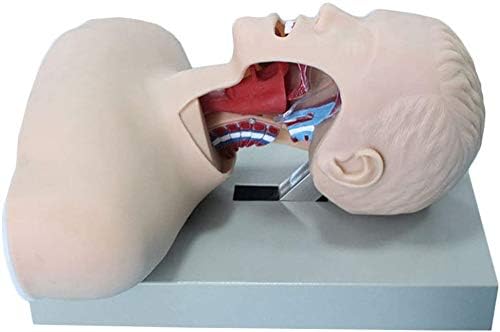 YYSDH Intubation Medical Manikin Simulator Tracheal Intubation Training Model in PVC on Teaching Model for Manikin Laboratory Airway Training Manikin Intubation